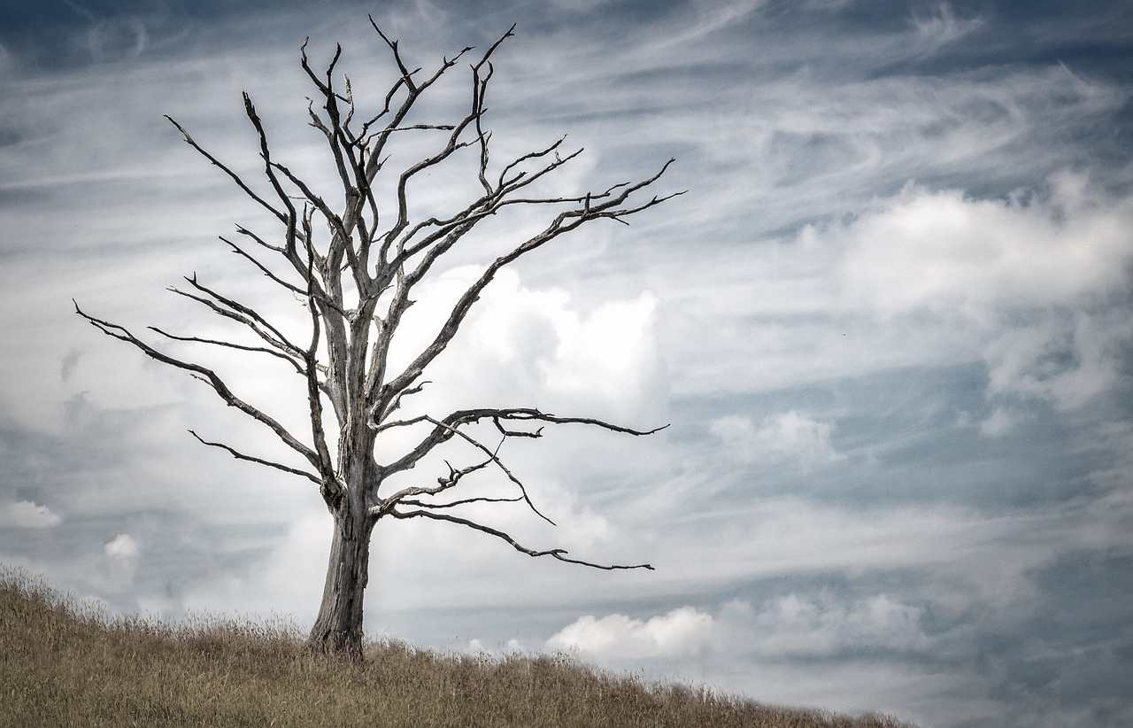 The Common Signs of a Dead or Dying Tree