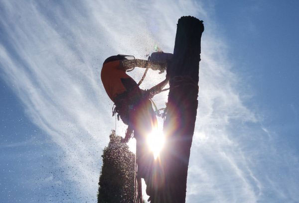 How Much Does Tree Removal in Canberra Cost?