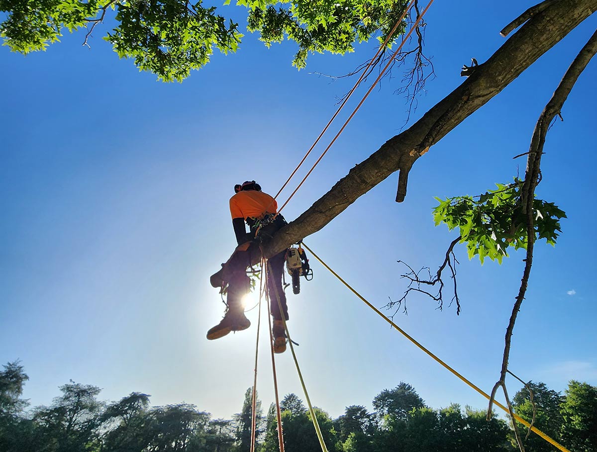 tree pruning canberra