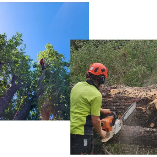 tree pruning canberra